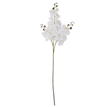 Load image into Gallery viewer, 34.5 Inch Orchid Stem
